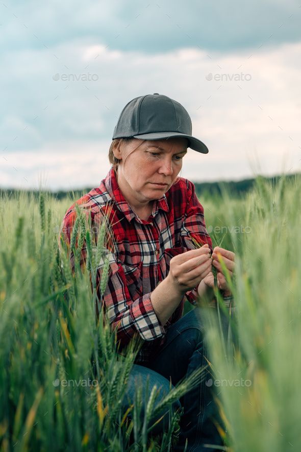 Farmer manually inspecting crops